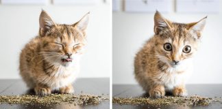 19 fotos hilariantes de gatos a cheirar menta