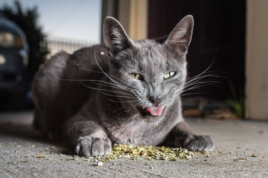 inspiringlife.pt - 19 fotos hilariantes de gatos a cheirar menta