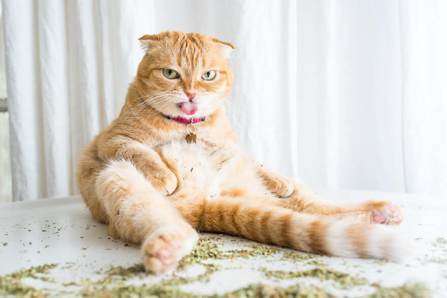 inspiringlife.pt - 19 fotos hilariantes de gatos a cheirar menta