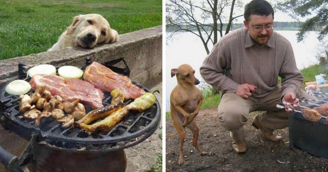 28 fotos hilariantes de cães a pedirem comida