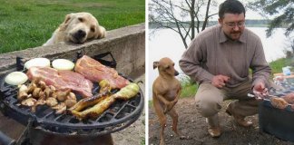 28 fotos hilariantes de cães a pedirem comida