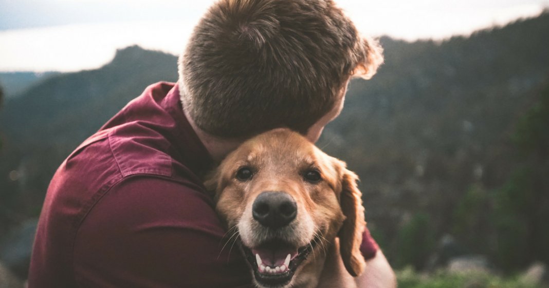 A partida de um animal de estimação dói tanto quanto a de um familiar