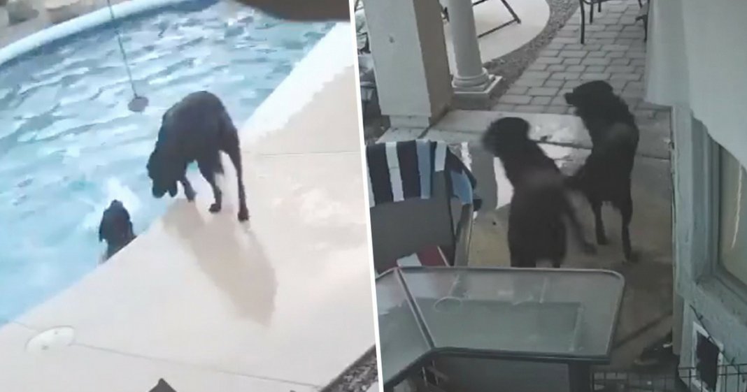 Cachorro cai na piscina e o seu melhor-amigo salva-o de se afogar