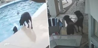 Cachorro cai na piscina e o seu melhor-amigo salva-o de se afogar