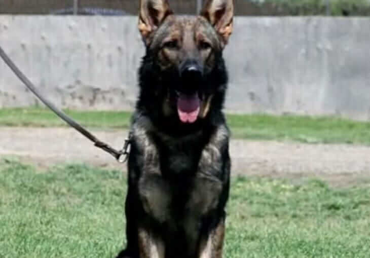 inspiringlife.pt - Cão polícia recebe chamada especial momentos antes de falecer