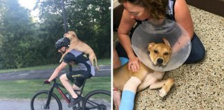 Ciclista resgata cachorro que precisava desesperadamente de ajuda