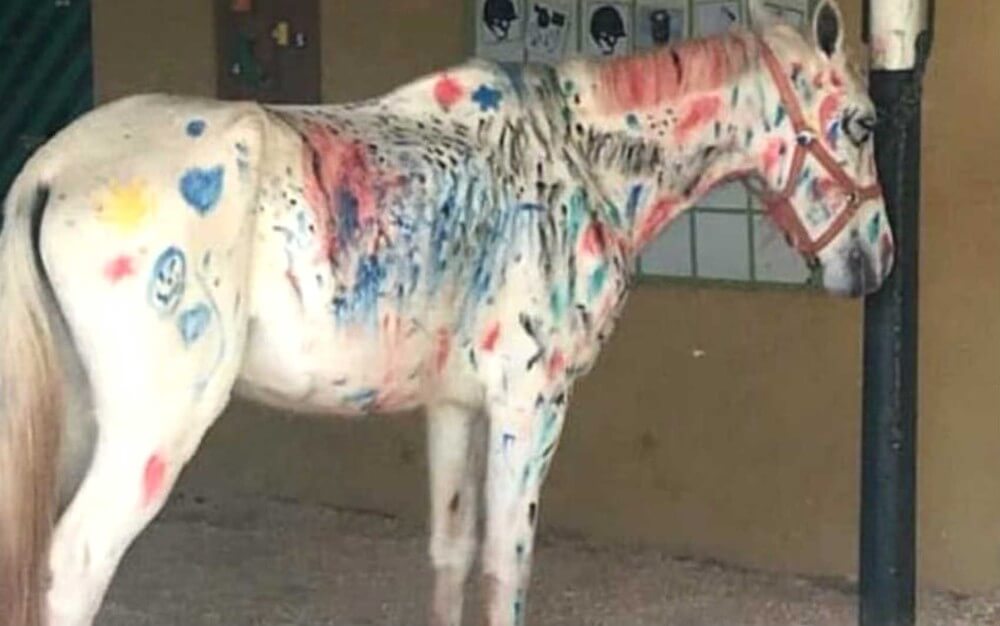 inspiringlife.pt - Crianças pintam cavalo em actividade pedagógica numa colónia de férias hípica