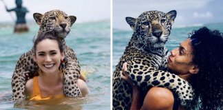 Existe uma ilha onde podes nadar no mar com onças-pintadas