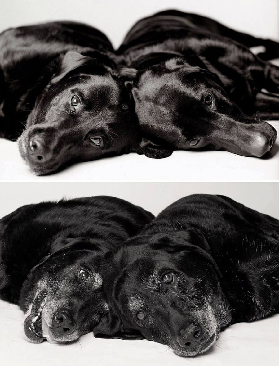 inspiringlife.pt - 13 fotografias emocionantes de cachorros novos vs. ao envelhecerem