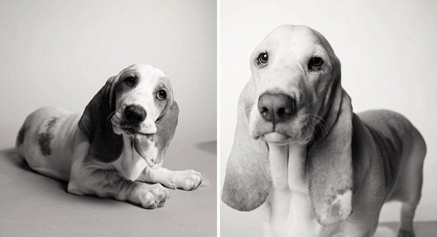 inspiringlife.pt - 13 fotografias emocionantes de cachorros novos vs. ao envelhecerem