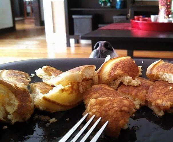 inspiringlife.pt - 28 fotos hilariantes de cães a pedirem comida