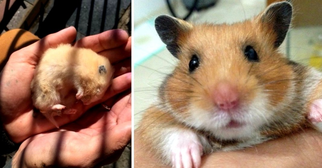 Muita gente acha que os hamsters morrem e enterram-nos vivos mas eles estão apenas hibernar