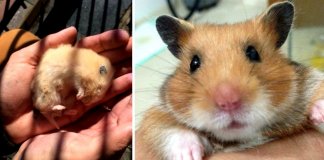 Muita gente acha que os hamsters morrem e enterram-nos vivos mas eles estão apenas hibernar