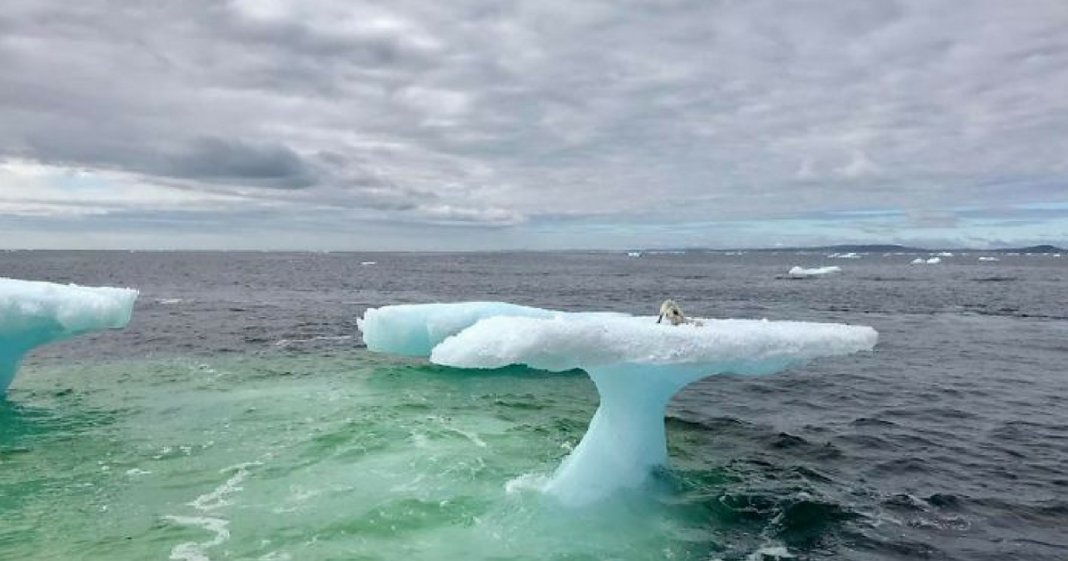 Pescadores encontram pequena raposa do ártico em cima de um icebergue no meio do oceano