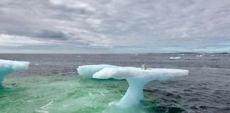 Pescadores encontram pequena raposa do ártico em cima de um icebergue no meio do oceano