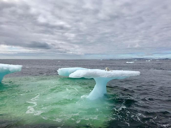 inspiringlife.pt - Pescadores encontram pequena raposa do ártico em cima de um icebergue no meio do oceano