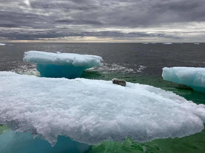 inspiringlife.pt - Pescadores encontram pequena raposa do ártico em cima de um icebergue no meio do oceano