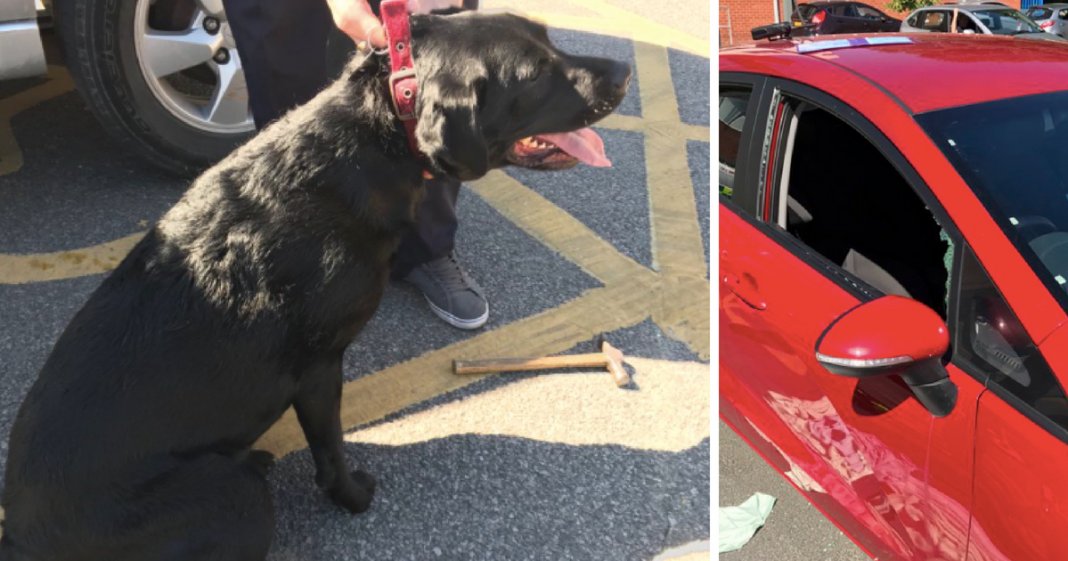 Polícia parte janela de carro para resgatar cães que estavam presos no mesmo sob um calor intenso