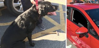 Polícia parte janela de carro para resgatar cães que estavam presos no mesmo sob um calor intenso