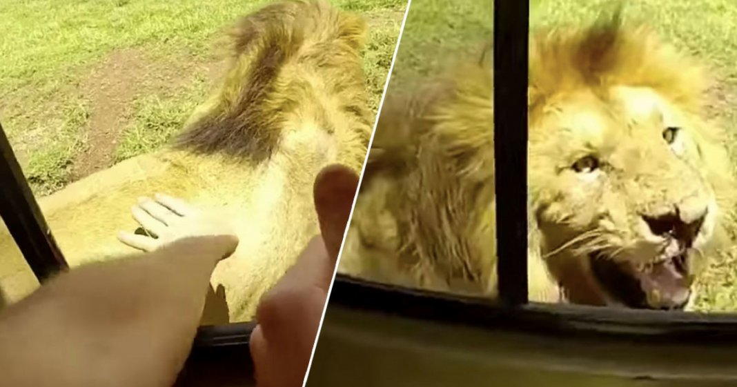 Turista tenta “dar festas” a leão, mas arrepende-se imediatamente
