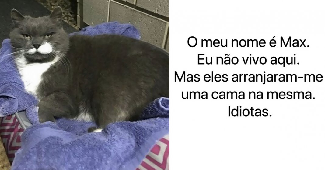 17 gatos rebeldes que foram publicamente “envergonhados” pelos seus crimes