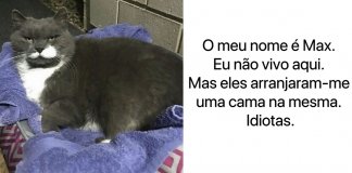 17 gatos rebeldes que foram publicamente “envergonhados” pelos seus crimes