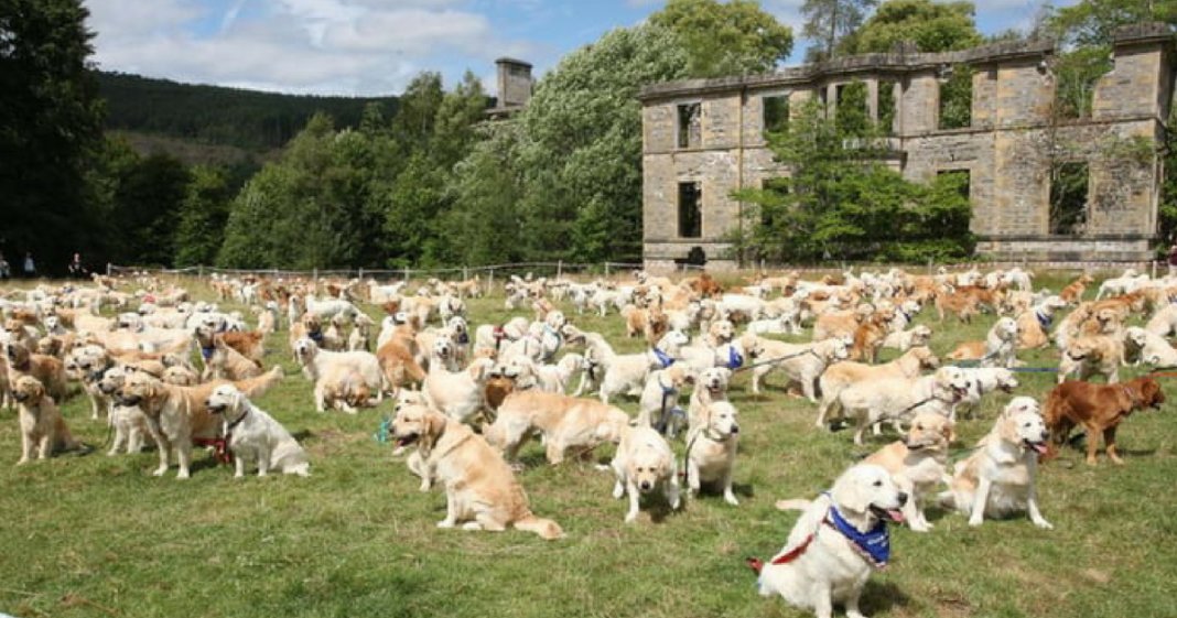 361 Golden Retrievers encontram-se na Escócia num dos maiores encontros da raça