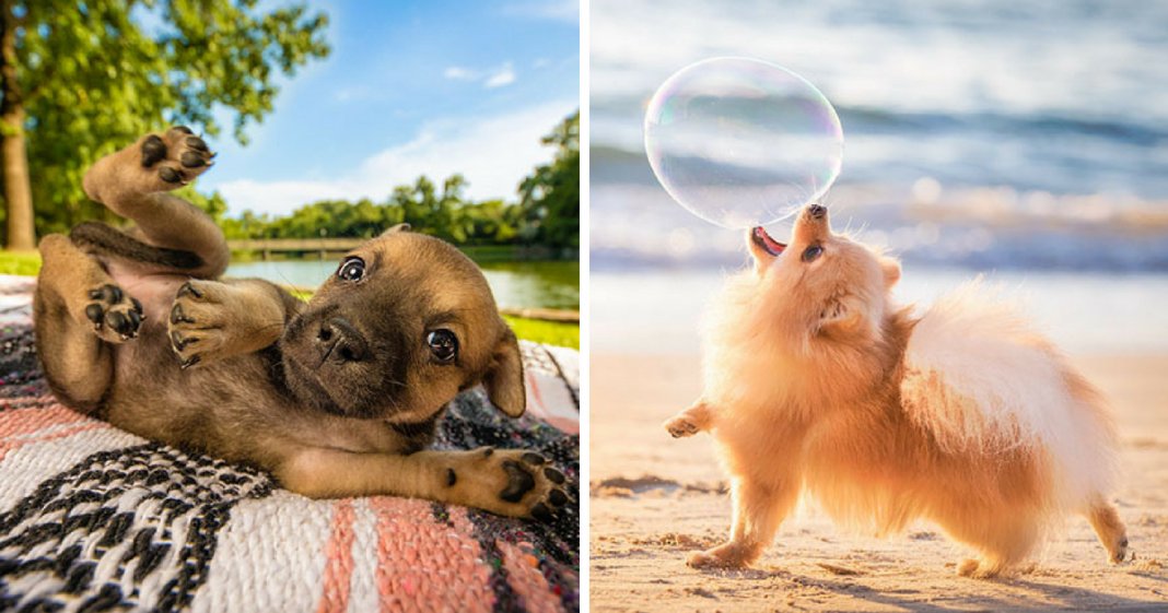 As melhores fotos de cachorros de 2018 já foram anunciadas