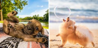 As melhores fotos de cachorros de 2018 já foram anunciadas