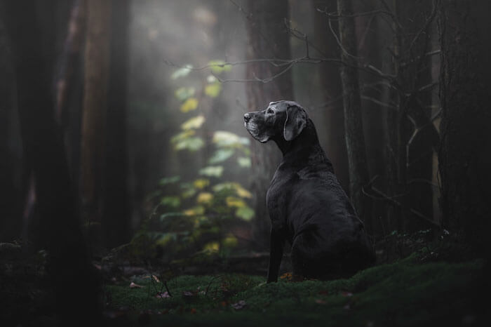 inspiringlife.pt - As melhores fotos de cachorros de 2018 já foram anunciadas