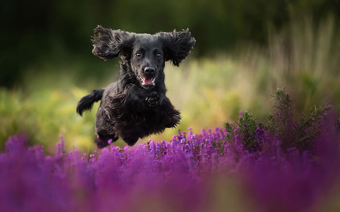 inspiringlife.pt - As melhores fotos de cachorros de 2018 já foram anunciadas