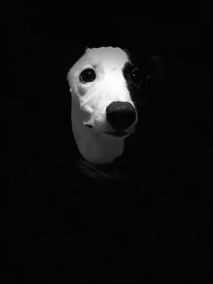 inspiringlife.pt - As melhores fotos de cachorros de 2018 já foram anunciadas