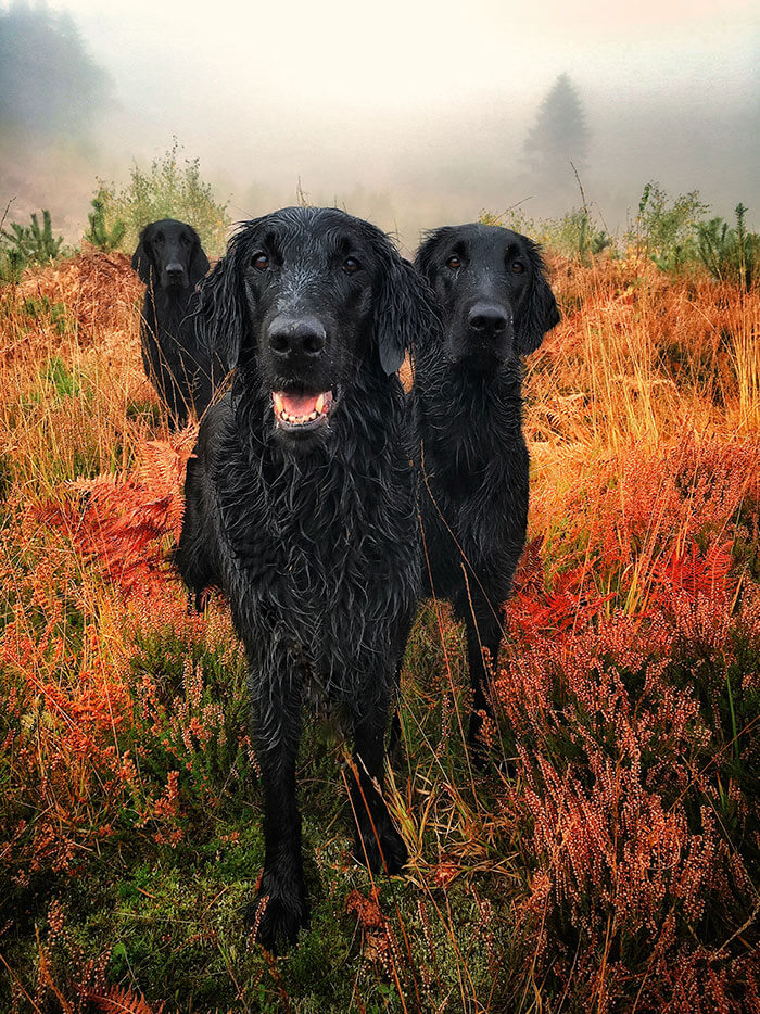 inspiringlife.pt - As melhores fotos de cachorros de 2018 já foram anunciadas