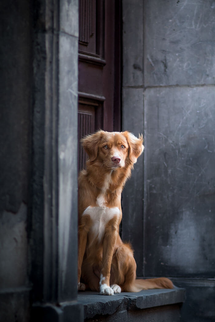 inspiringlife.pt - As melhores fotos de cachorros de 2018 já foram anunciadas