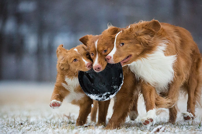 inspiringlife.pt - As melhores fotos de cachorros de 2018 já foram anunciadas