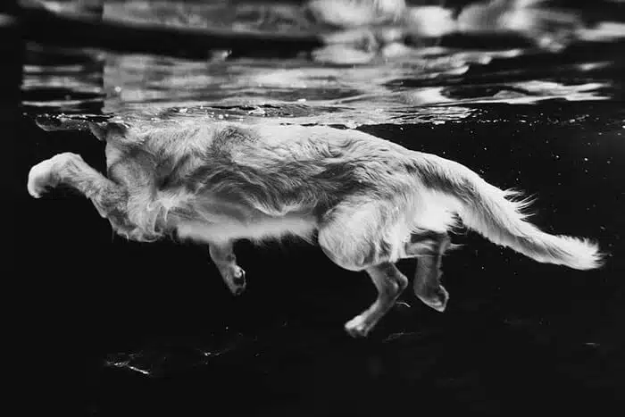 inspiringlife.pt - As melhores fotos de cachorros de 2018 já foram anunciadas