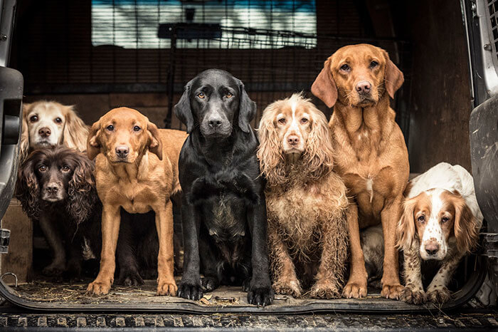 inspiringlife.pt - As melhores fotos de cachorros de 2018 já foram anunciadas