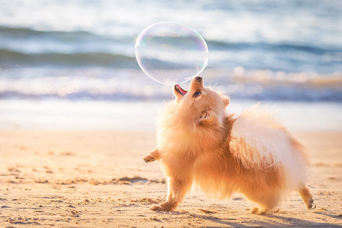 inspiringlife.pt - As melhores fotos de cachorros de 2018 já foram anunciadas