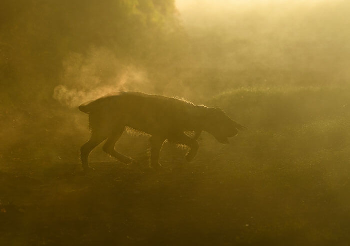 inspiringlife.pt - As melhores fotos de cachorros de 2018 já foram anunciadas