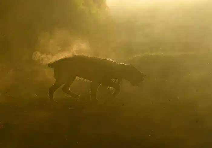 inspiringlife.pt - As melhores fotos de cachorros de 2018 já foram anunciadas