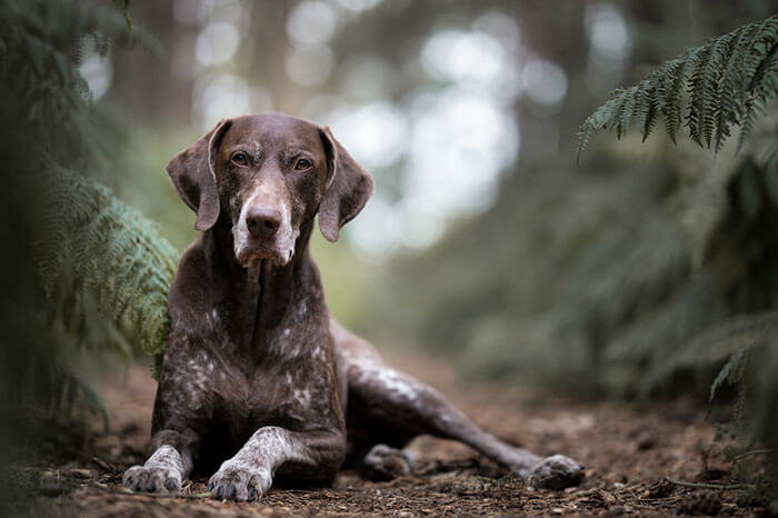 inspiringlife.pt - As melhores fotos de cachorros de 2018 já foram anunciadas