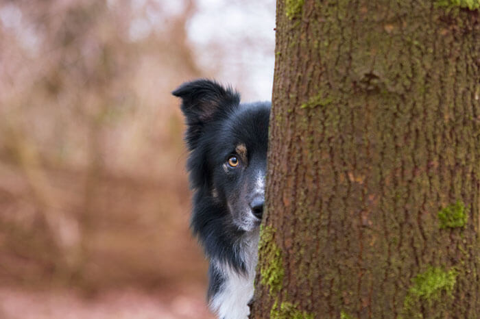 inspiringlife.pt - As melhores fotos de cachorros de 2018 já foram anunciadas