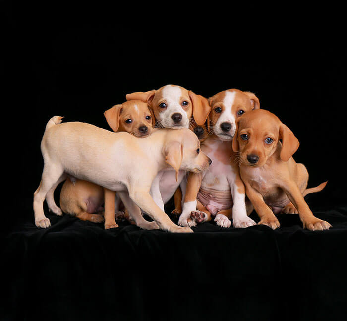 inspiringlife.pt - As melhores fotos de cachorros de 2018 já foram anunciadas