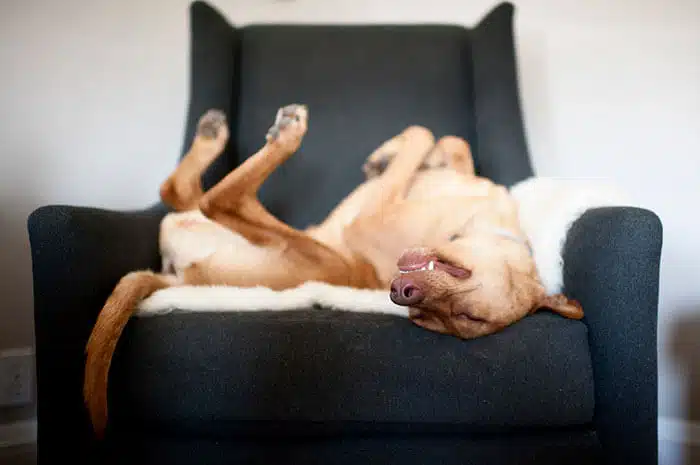 inspiringlife.pt - As melhores fotos de cachorros de 2018 já foram anunciadas