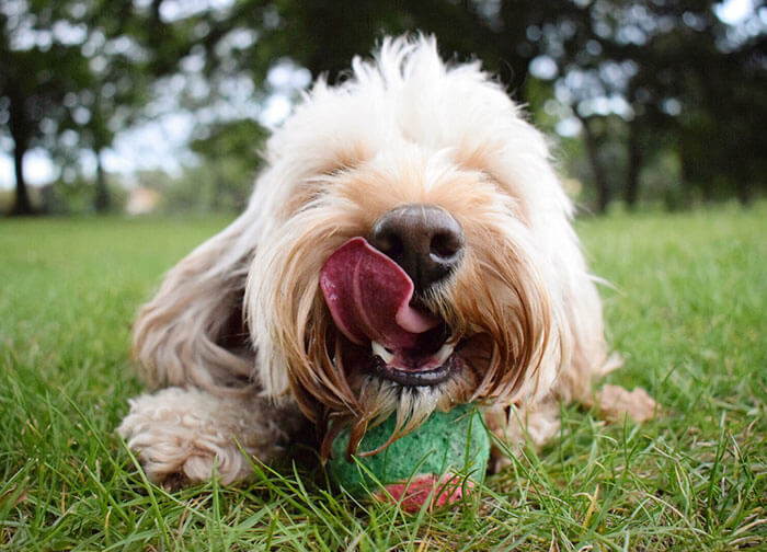 inspiringlife.pt - As melhores fotos de cachorros de 2018 já foram anunciadas