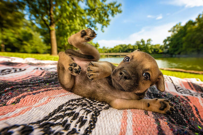 inspiringlife.pt - As melhores fotos de cachorros de 2018 já foram anunciadas