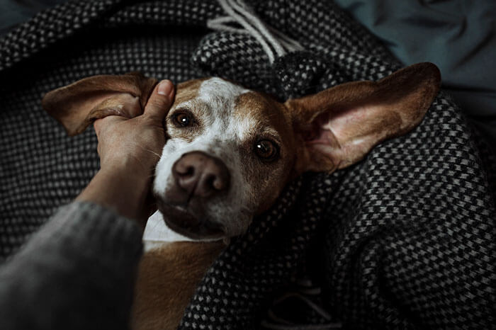 inspiringlife.pt - As melhores fotos de cachorros de 2018 já foram anunciadas