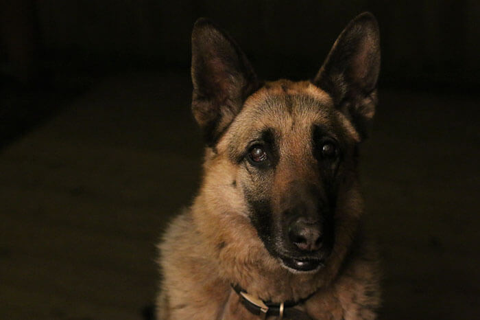 inspiringlife.pt - As melhores fotos de cachorros de 2018 já foram anunciadas