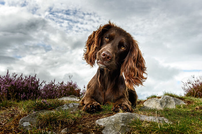 inspiringlife.pt - As melhores fotos de cachorros de 2018 já foram anunciadas