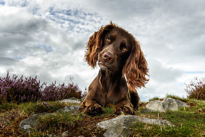 inspiringlife.pt - As melhores fotos de cachorros de 2018 já foram anunciadas